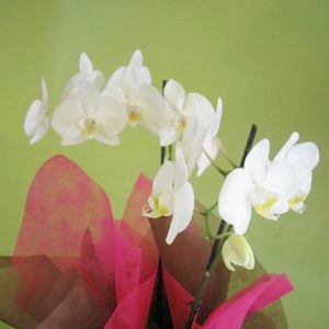phalaenopsis-2