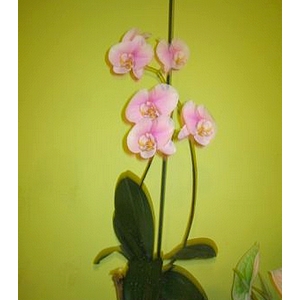 phalaenopsis-7