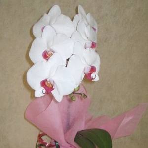 phalaenopsis-8